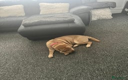 Shar Pei dogs for sale: Gorgeous 10 month old Shar pei girl  - Image 5