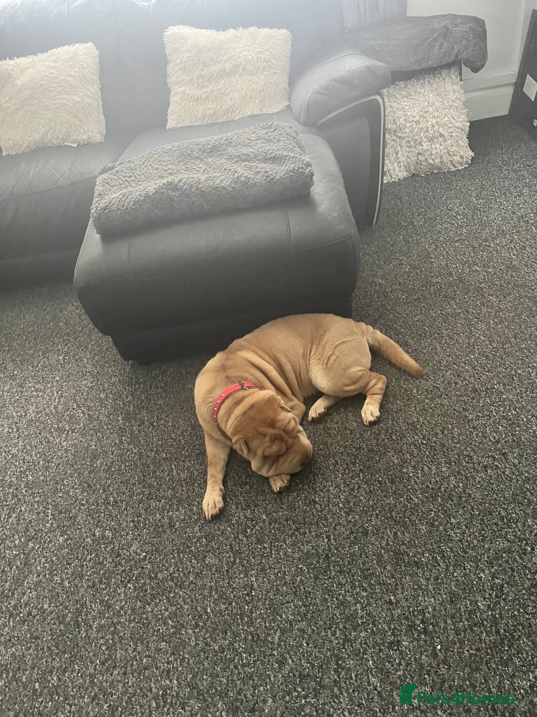 Shar Pei dogs for sale: Gorgeous 10 month old Shar pei girl  - Image 5
