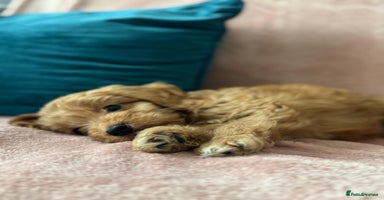 Cockapoo dogs - Advert 5