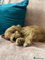 Cockapoo dogs - Advert 5