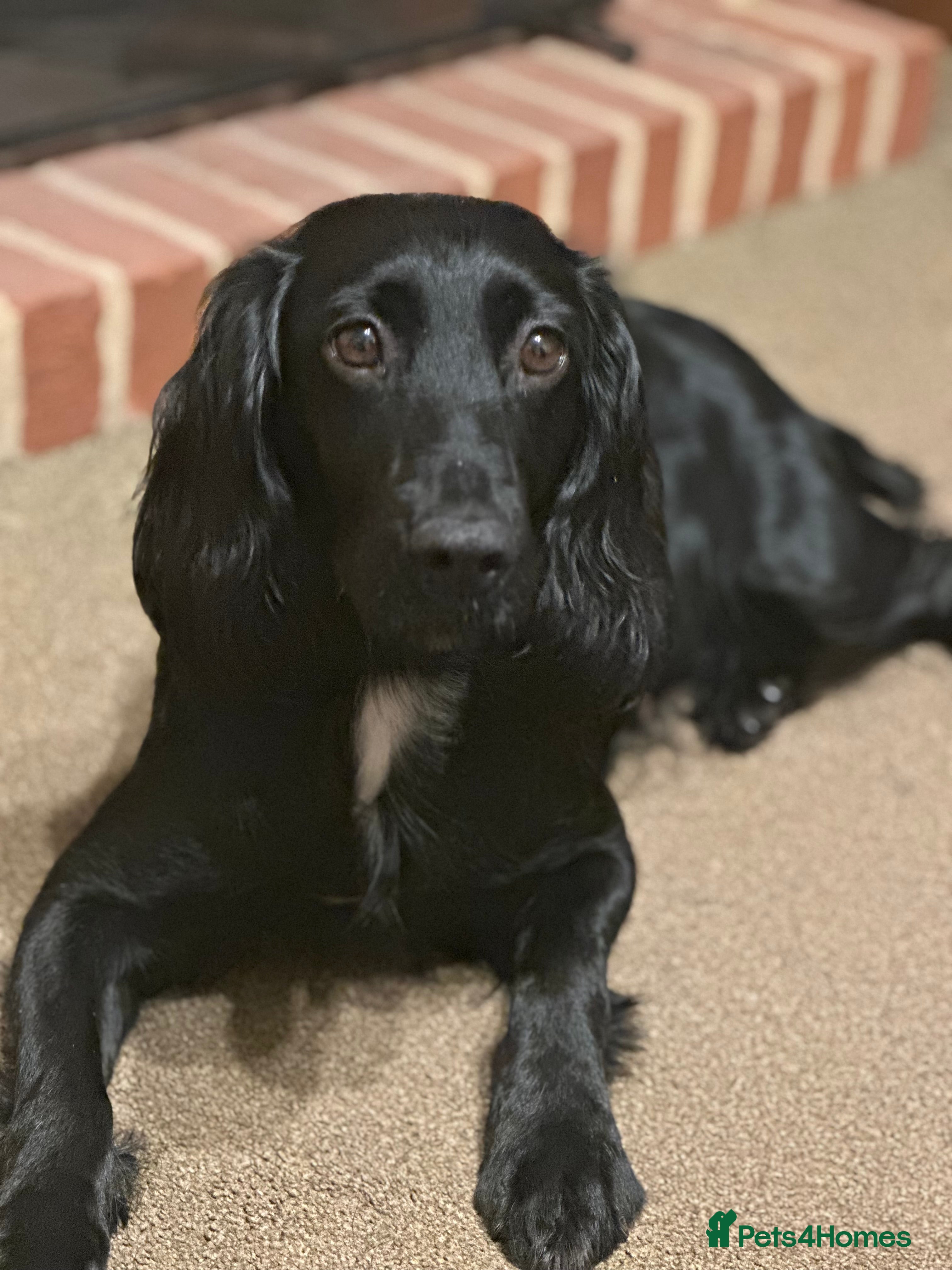 Sprocker dogs Sprocker puppies due early march in Ashford - Advert 1