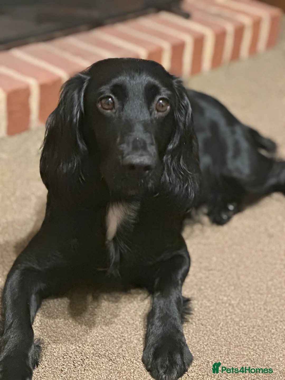 Sprocker dogs for sale: Sprocker puppies due early march - Advert 1