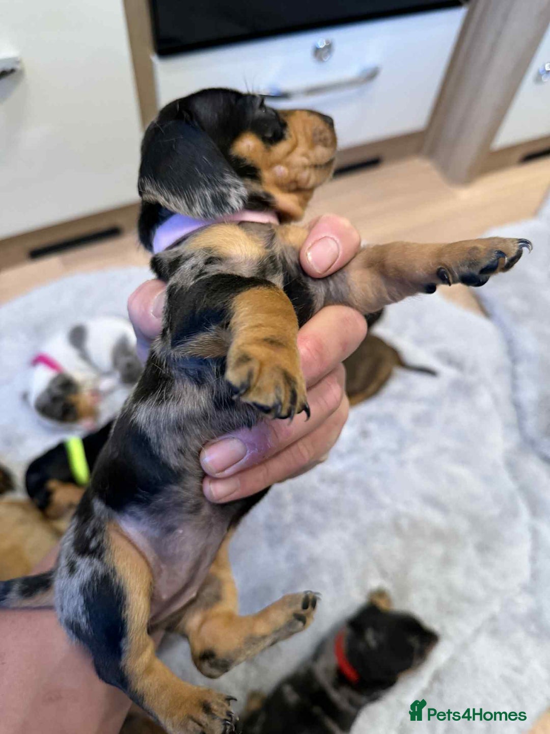 Dachshund dogs for sale: Adorable dachshund puppies ready for loving homes - Image 33