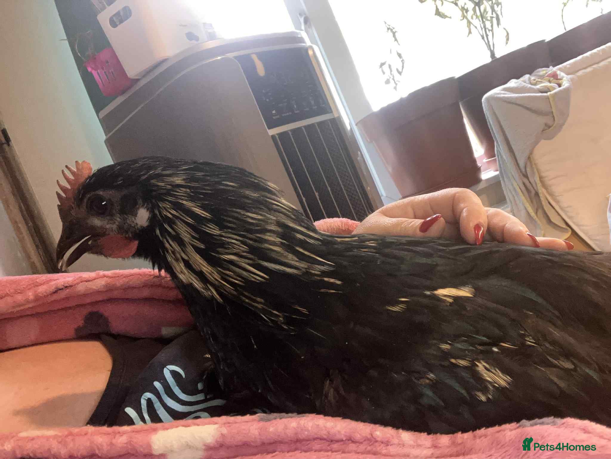 Mixed Breed birds URGENT HOME REQUIRED - Advert 1