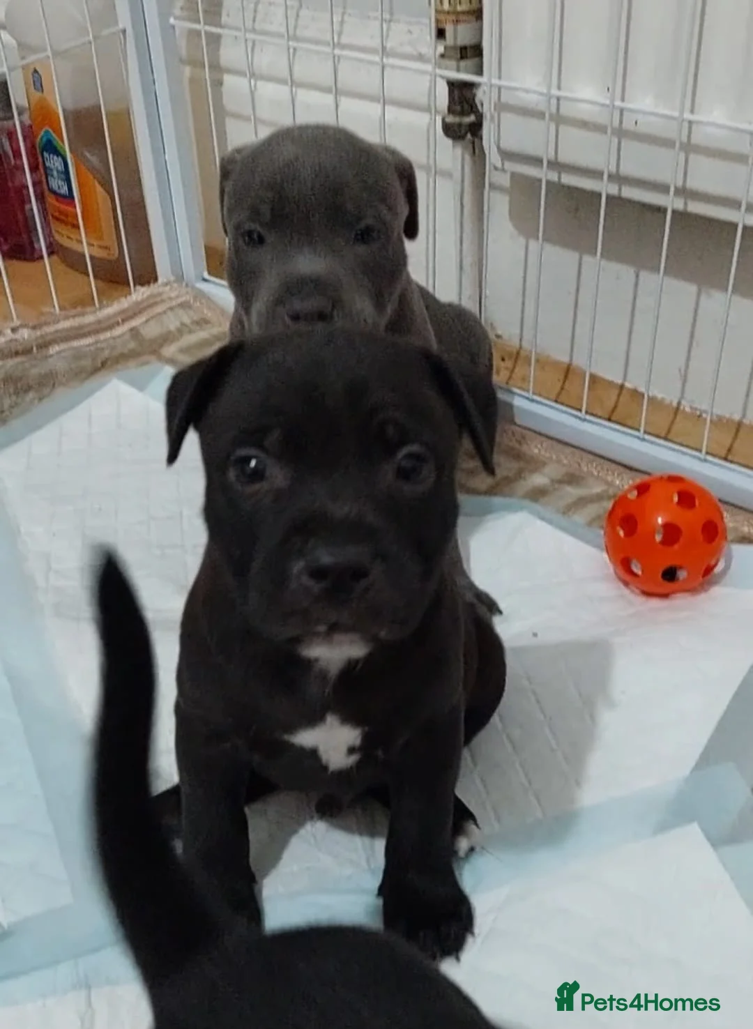 Staffordshire Bull Terrier dogs for sale: **KC Reg Pick of Litter male available* - Advert 2