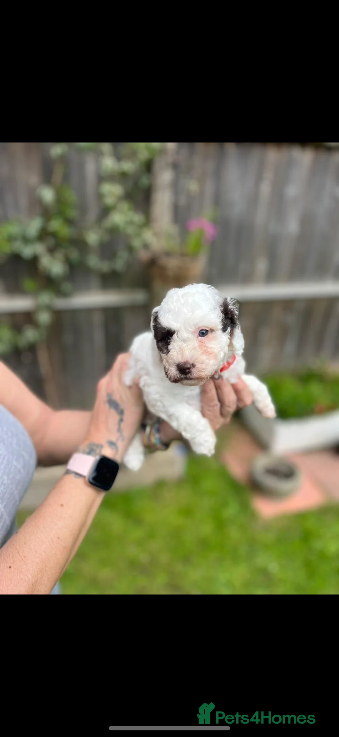 Miniature Poodle dogs for stud: Miniture poodle stud  in Marlborough - Advert 16