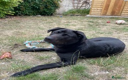 Mixed Breed dogs for sale: Labrakita Male 9 months - Image 2