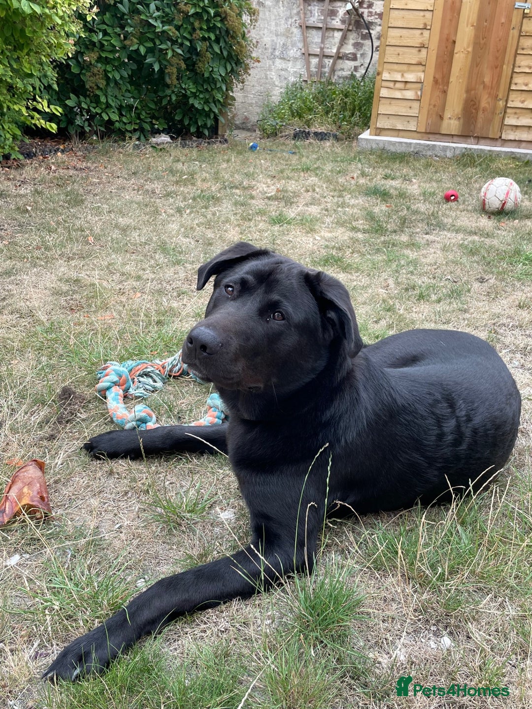 Mixed Breed dogs for sale: Labrakita Male 9 months - Image 2