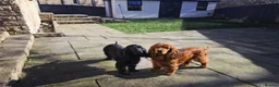 Cocker Spaniel dogs for sale: Stunning Show Cocker puppies ready now  in Huddersfield - Advert 10