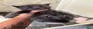Blue Kitten - Female 1