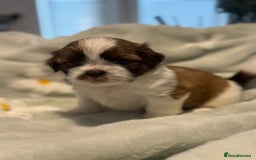 Shih Tzu dogs for sale: 🐾 Beautiful Shih Tzu Puppies🐾 - Image 9