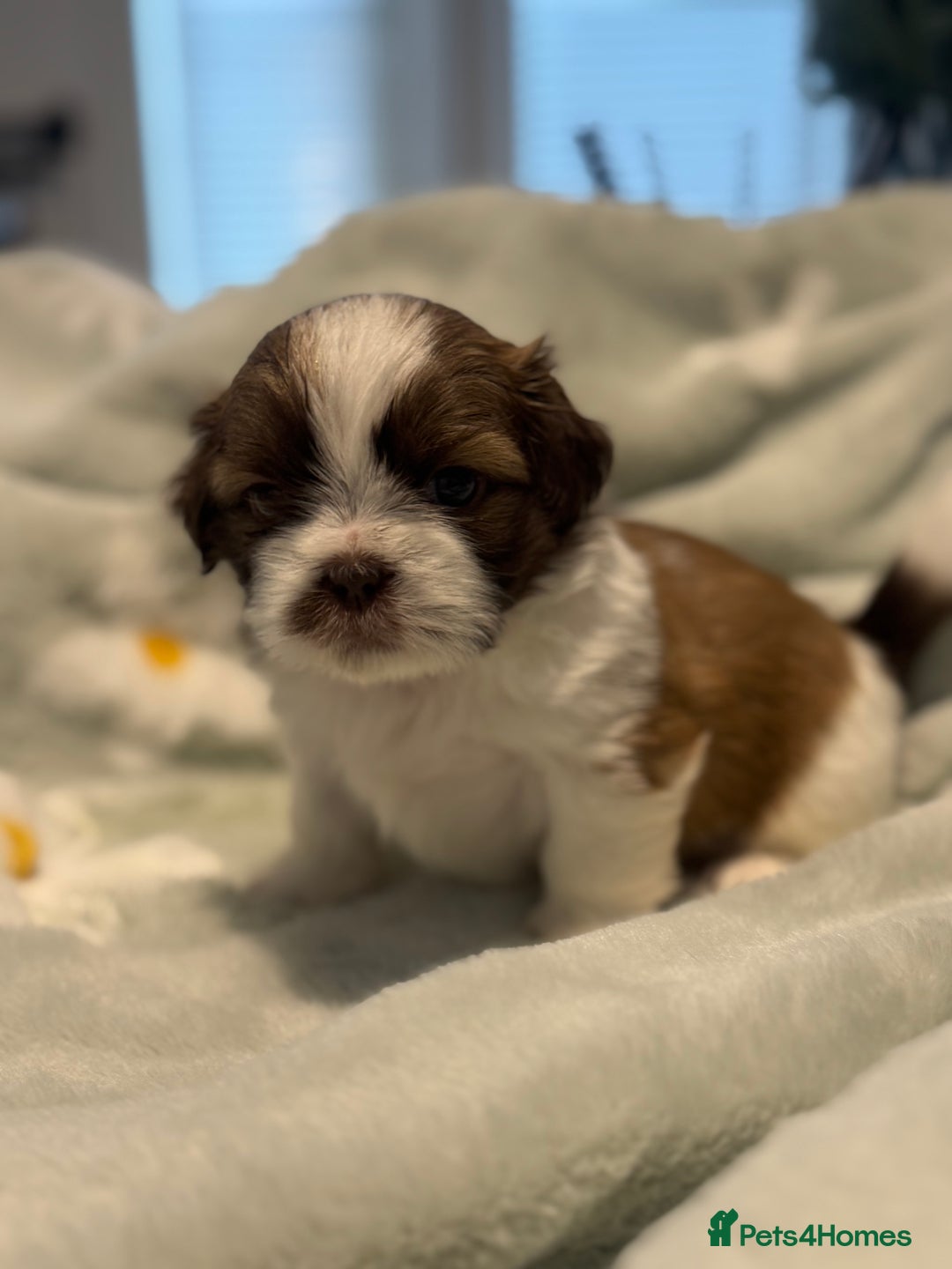 Shih Tzu dogs for sale: 🐾 Beautiful Shih Tzu Puppies🐾 - Image 9