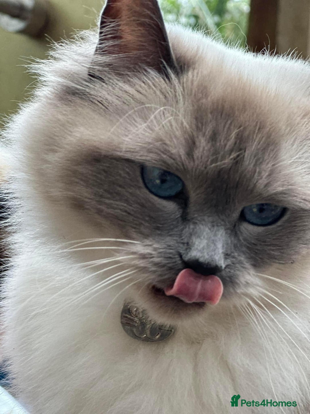 Ragdoll cats for sale: GORGEUS RAGDOLL KITTENS FOR SALE - Image 11