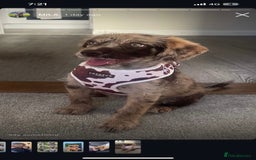 Labradoodle dogs for sale: Beautiful 6 month old - Image 1