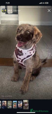 Labradoodle dogs - Advert 4