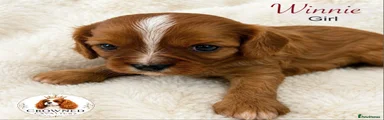 Cavalier King Charles Spaniel 5