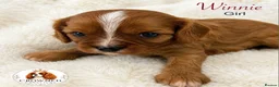 Cavalier King Charles Spaniel dogs for sale: Beautiful Cavalier King Charles Pups - Advert 5