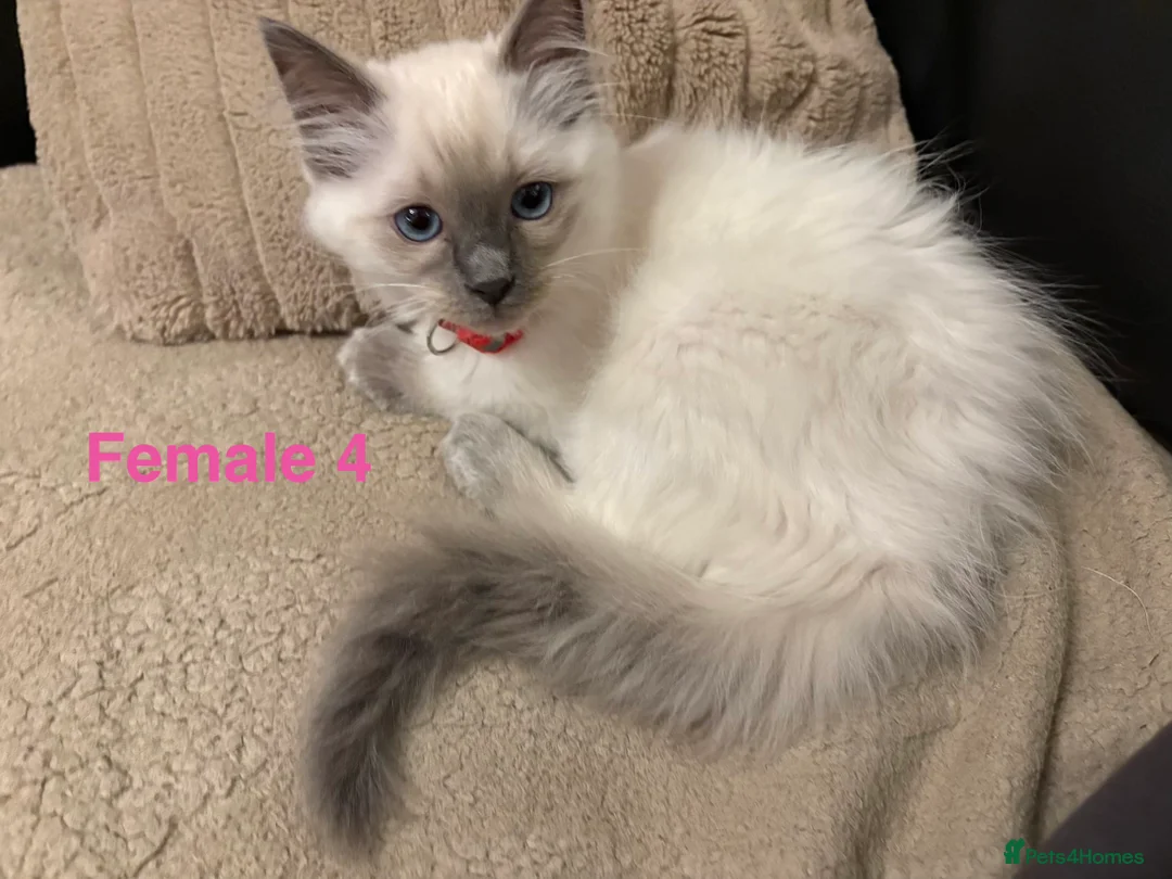 Ragdoll cats for sale: Six Ragdoll Kittens For Sale  - Advert 28
