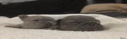 French Bulldog dogs for sale: Adorable French Bulldog puppies in Burntwood - Advert 7