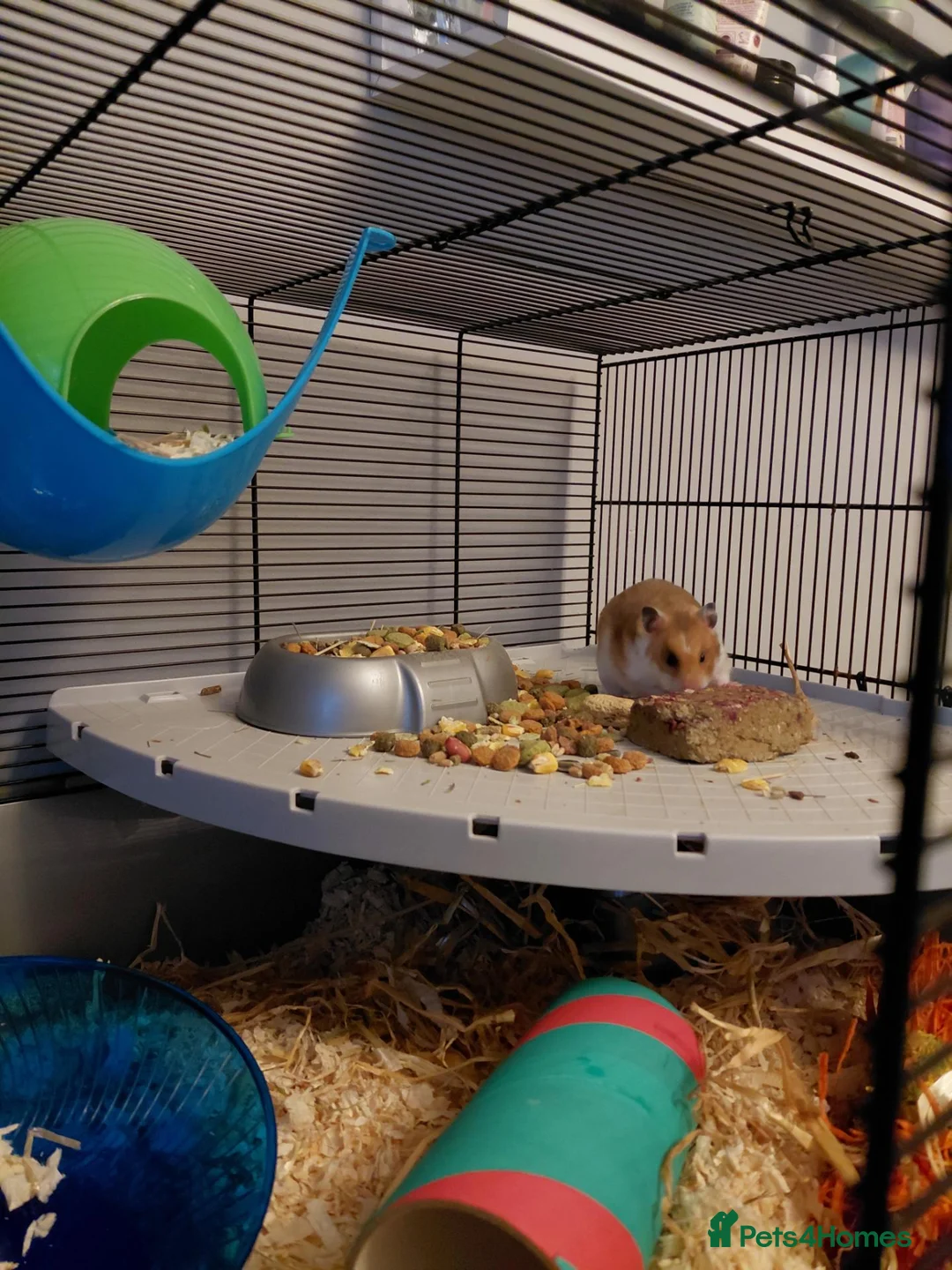 Hamster rodents for sale: Syrian Hamster in Saltash - Advert 2