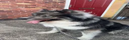 Huskita dogs for sale: Ronnie - Advert 3
