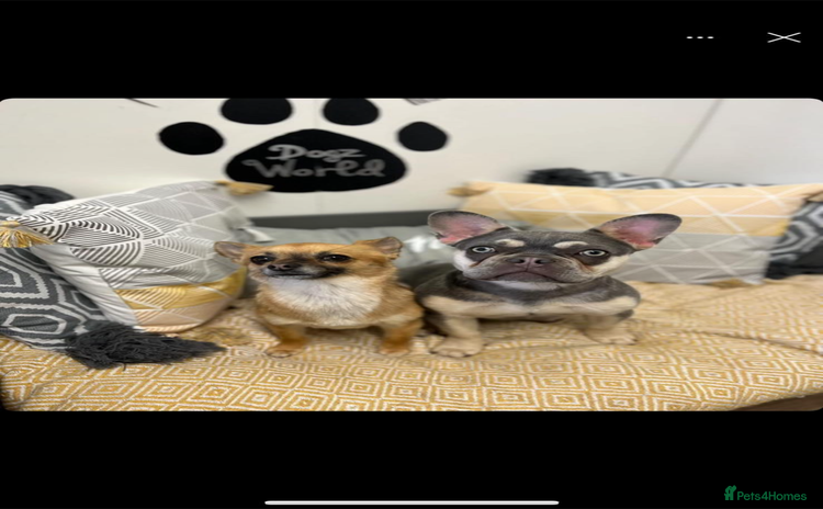 French Bulldog dogs - Advert 10