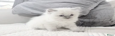 Ragdoll Kitten 4 Purple