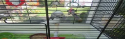Budgerigars birds for sale: BEAUTIFUL EXHIBITION BUDGIE WITH CAGE - Advert 2