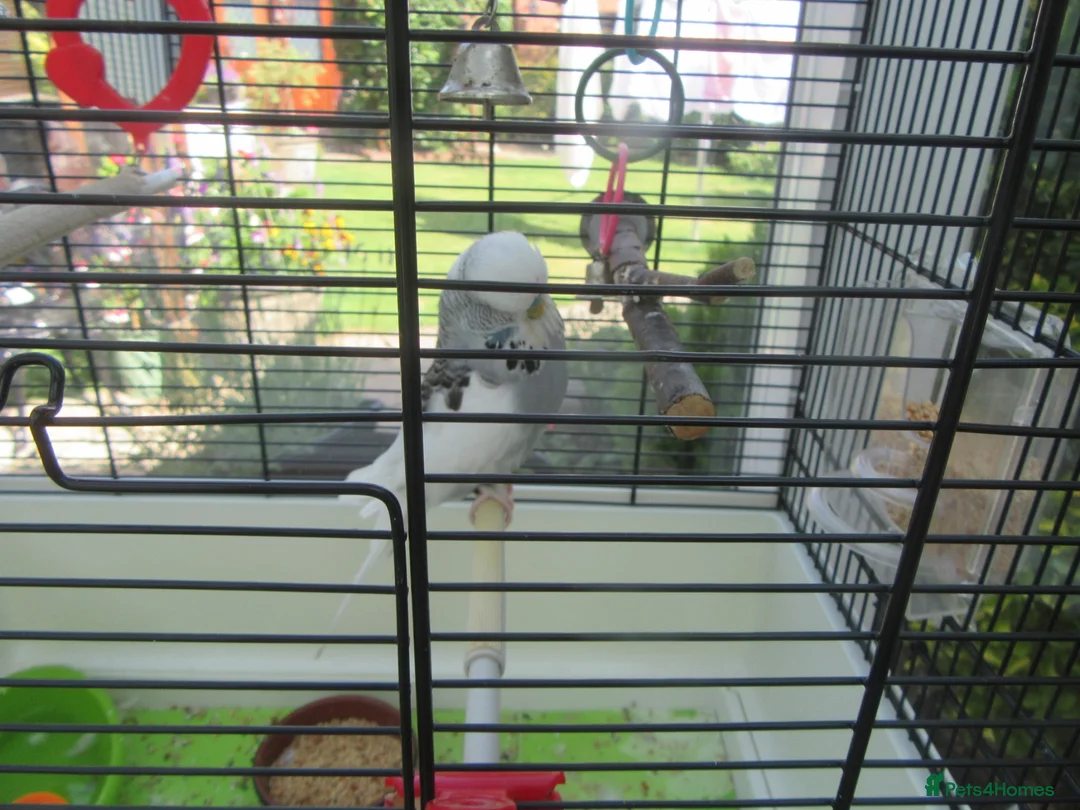 Budgerigars birds for sale: BEAUTIFUL EXHIBITION BUDGIE WITH CAGE - Advert 2