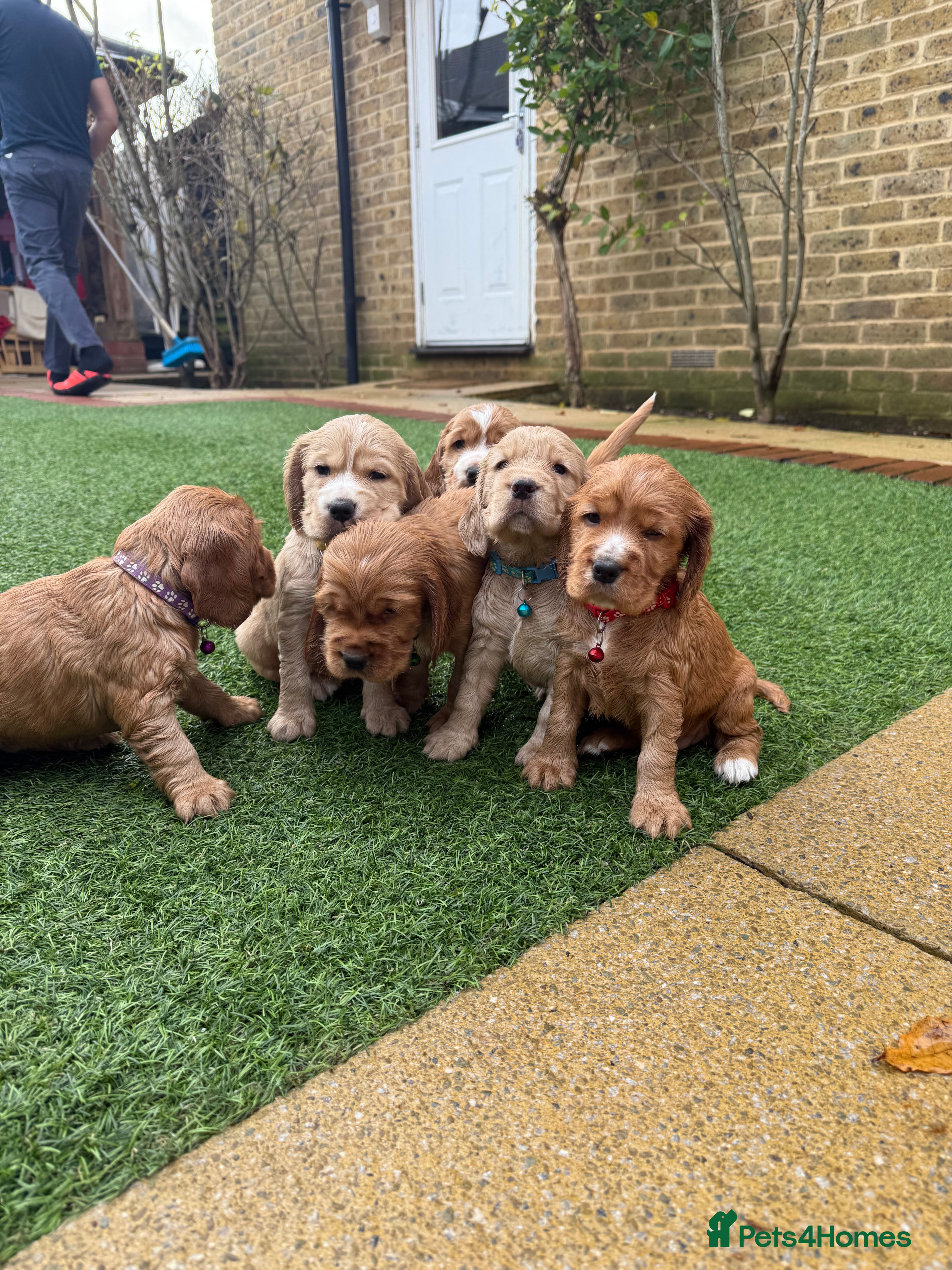 Cocker Spaniel dogs Beautiful Gold English cocker spaniels  - Advert 1