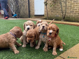 Cocker Spaniel dogs Beautiful Gold English cocker spaniels - Advert 3