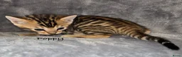 Bengal cats for sale: 🎬 Little Leopard Diaries | TICA Bengal Kittens 🌟 - Advert 19