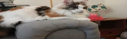 Maine Coon cats for sale: Maine coon  - Advert 3