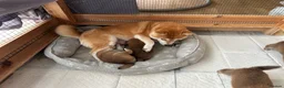Japanese Shiba Inu dogs for sale: KC REGISTERED SHIBAINU PUPPIES  - Advert 1