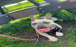 French Bulldog dogs for sale: French bulldog  - Image 2