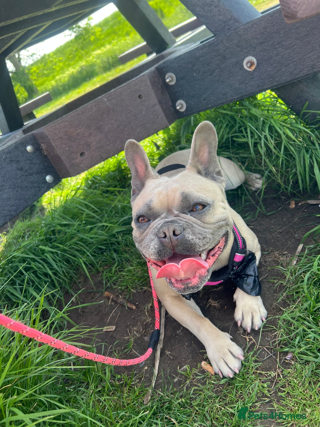 French Bulldog dogs for sale: French bulldog  - Image 2