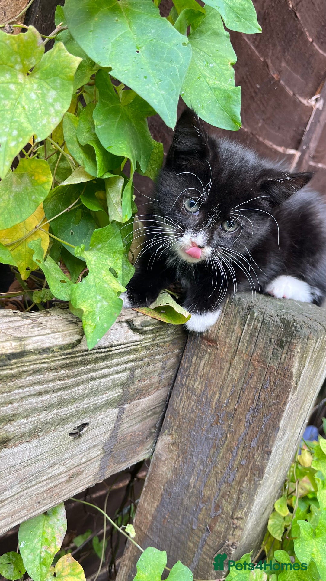 Turkish Angora cats for sale: Adorable 8-Week-Old Kittens looking for home 🐾 - Image 5