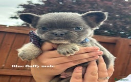 French Bulldog dogs for sale: Beautiful small build fluffy/fluffy carrier french - Image 10