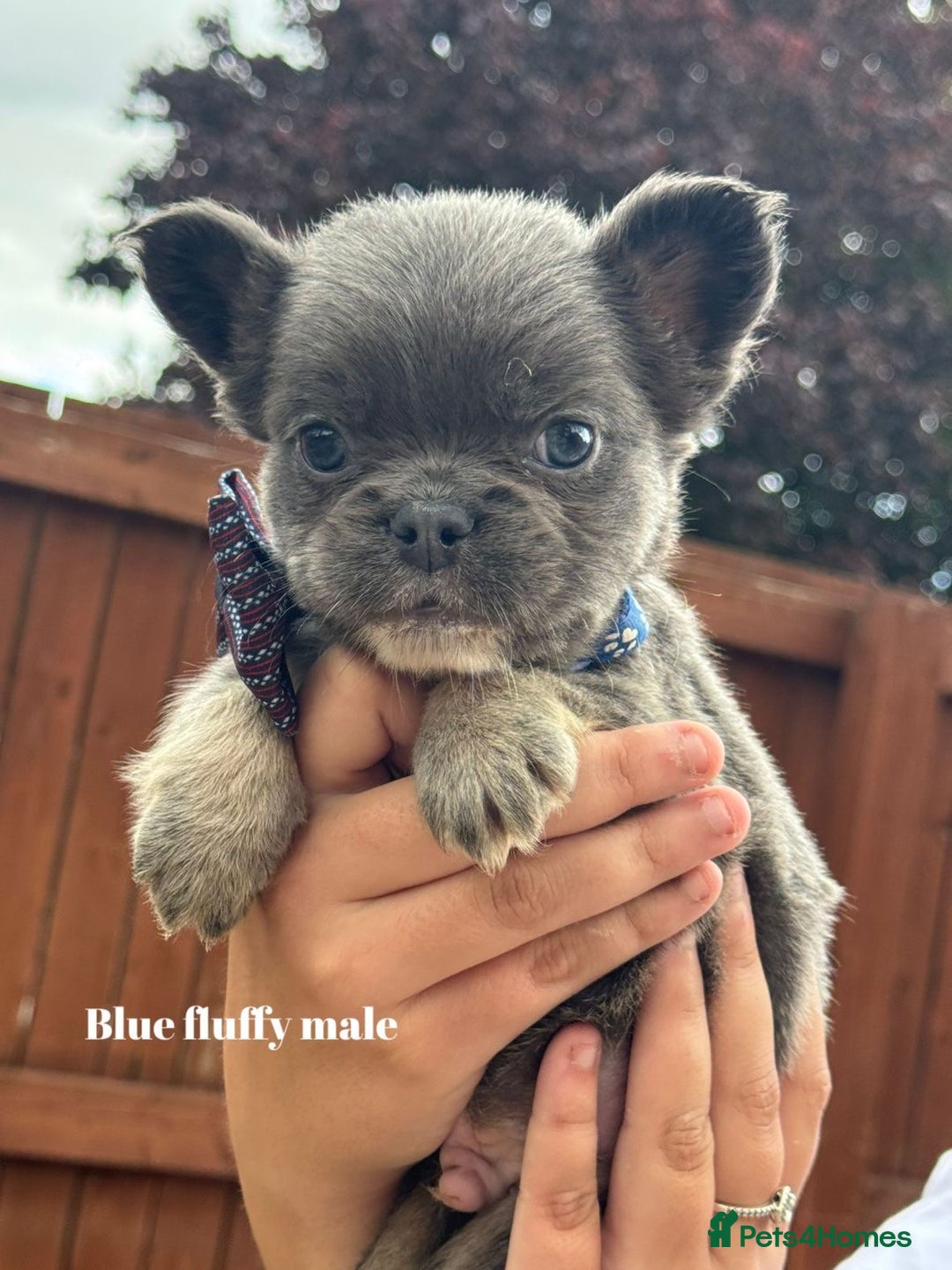 French Bulldog dogs for sale: Beautiful small build fluffy/fluffy carrier french - Image 10