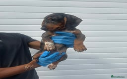Miniature Dachshund dogs for sale: 2 male mini dachshund  - Image 3
