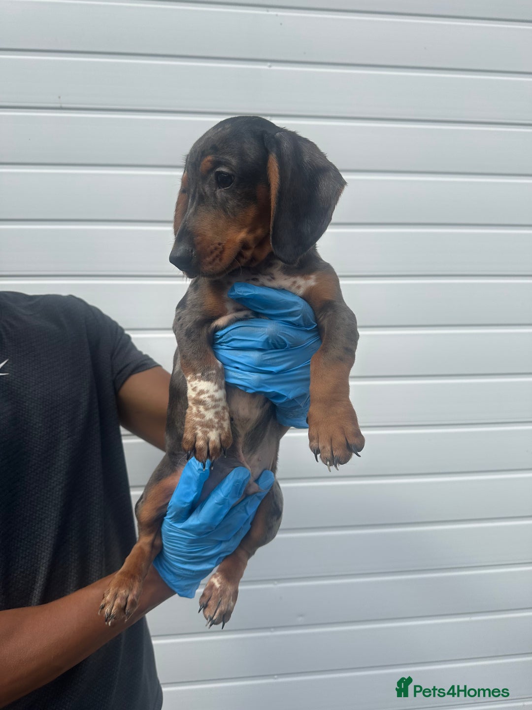 Miniature Dachshund dogs for sale: 2 male mini dachshund  - Image 3