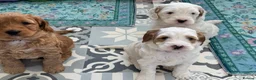 Australian Labradoodle dogs for sale: Stunning Australian Labradoodle Pups - Advert 5