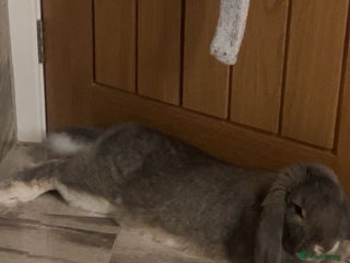 French Lop rabbits for sale - Advert 1