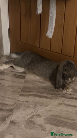 French Lop rabbits - Advert 1