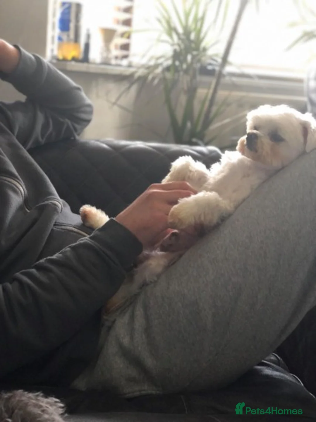 Maltese dogs for stud: PROVEN STUNNING SMALL KC MALTESE FOR STUD in Wigan - Advert 21