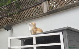British Shorthair cats for sale:  Golden British Shorthair kittens  in London - Image 5