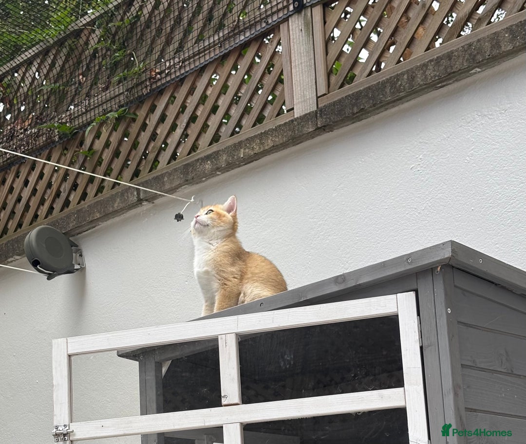British Shorthair cats for sale:  Golden British Shorthair kittens  in London - Image 5