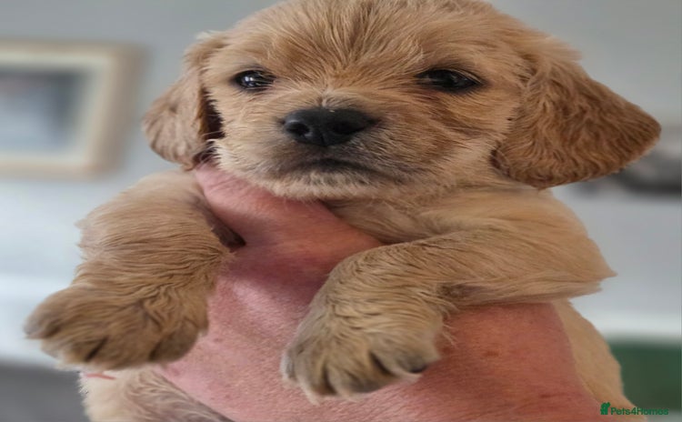 Cockapoo dogs - Advert 1