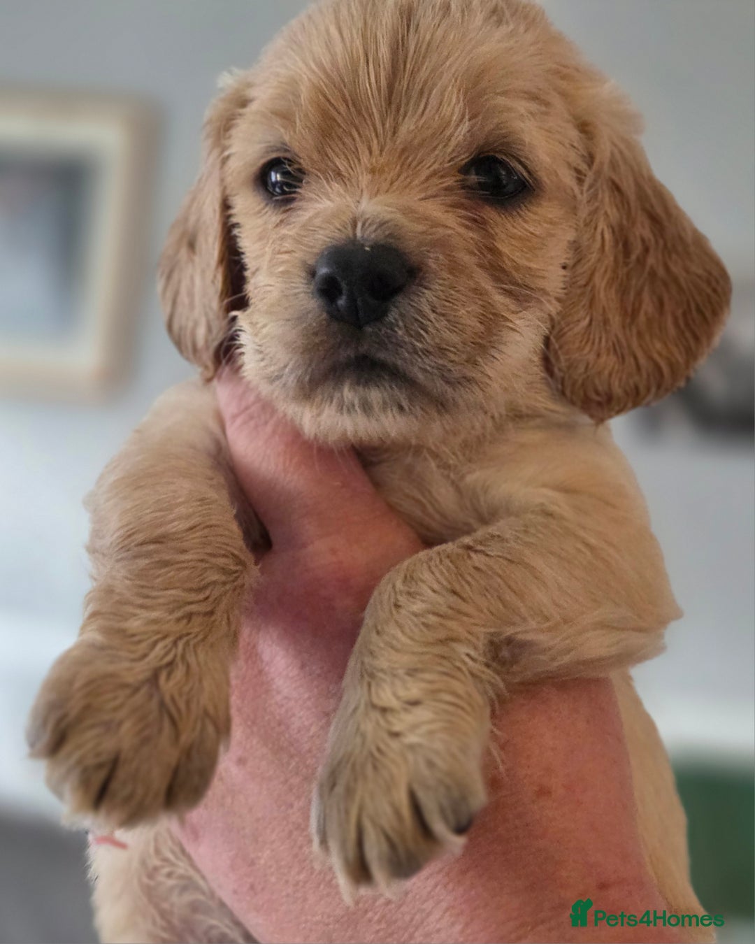 Cockapoo dogs for sale: F2 cockapoo puppies - Image 1