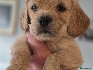 Cockapoo dogs - Advert 23